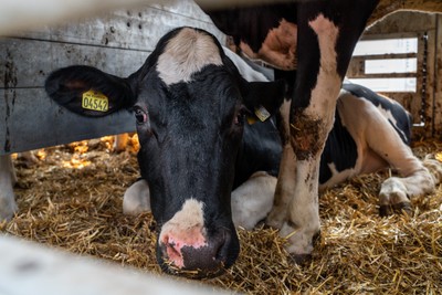 Dánská kráva na hranicích v Turecku - Nevinné oběti